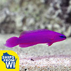 Proaquatix Captive-Bred Orchid Dottyback